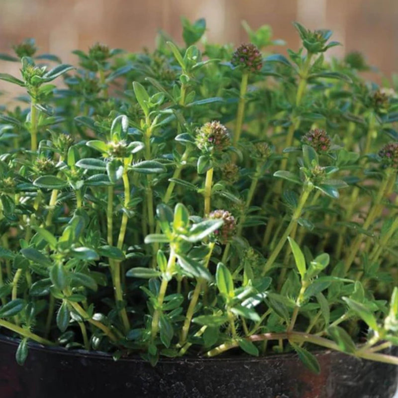 Summer Savory Seeds 1g (Approx. 1556 seeds) - Indoor Farmer