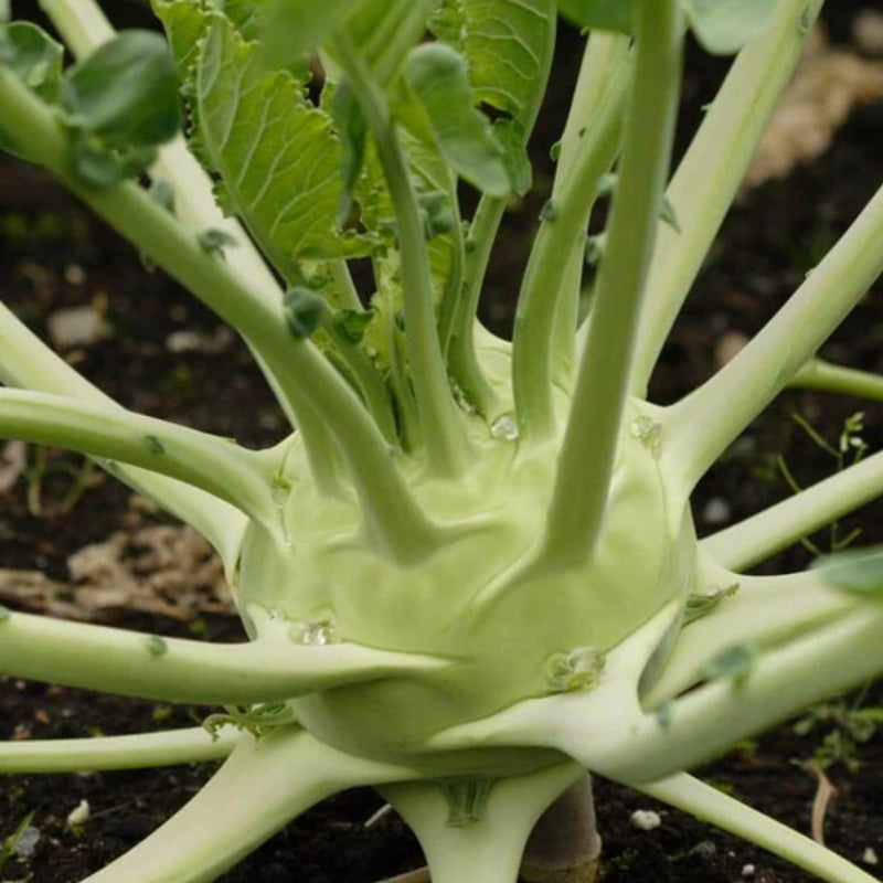 Superschmeltz Kohlrabi Seeds 0.5g (Approx. 150 seeds) - Indoor Farmer