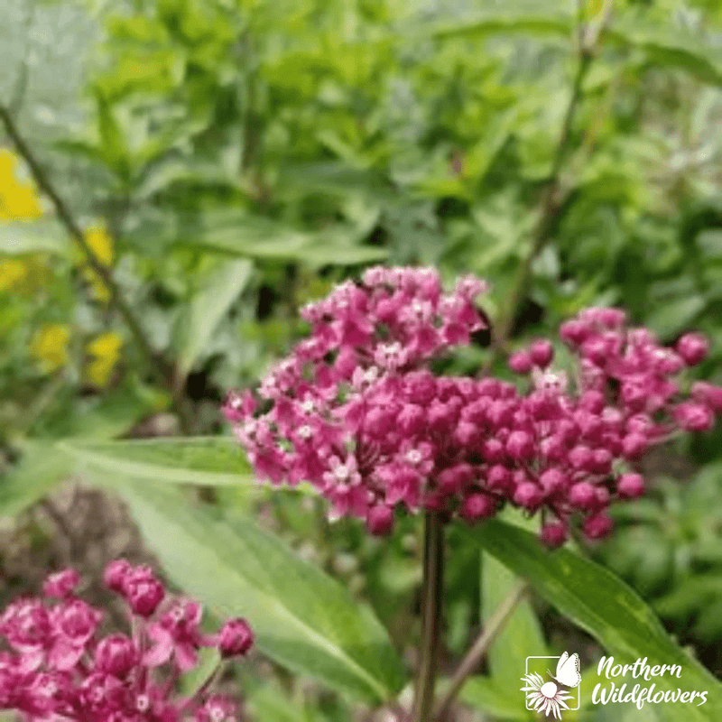 Swamp Milkweed Seeds Approx. 75 seeds - Indoor Farmer