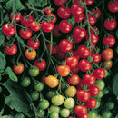 Tomatoes - Supersweet 100 F1 10 seeds - Indoor Farmer