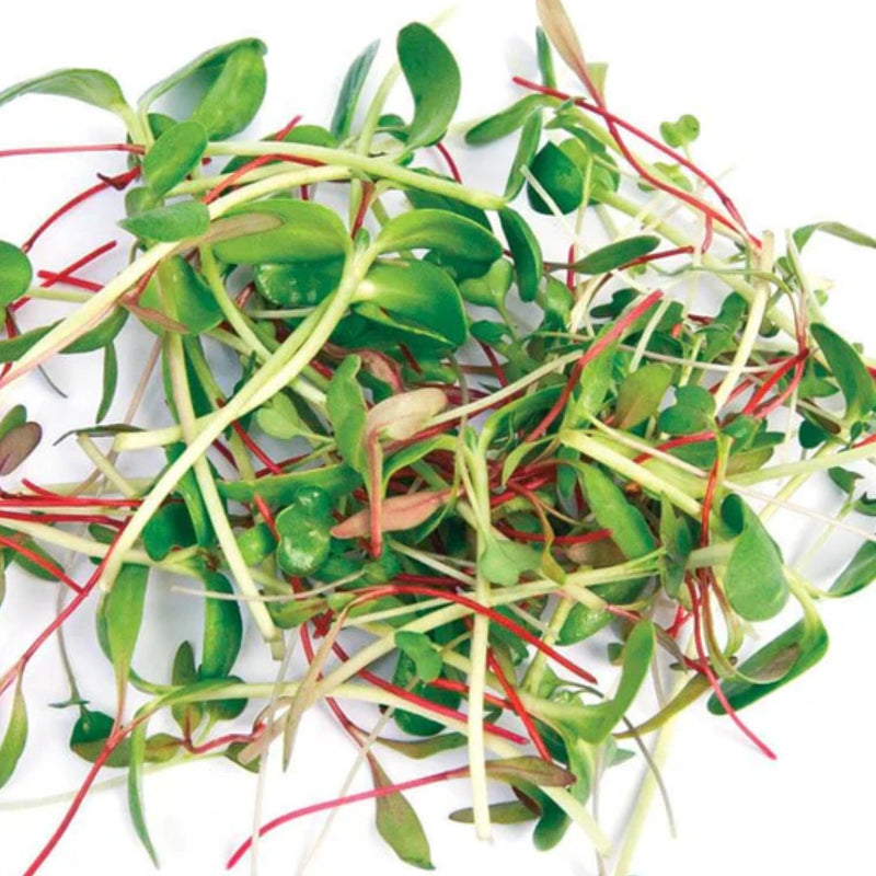 Two Week Blend Microgreen Seeds 50g - Indoor Farmer