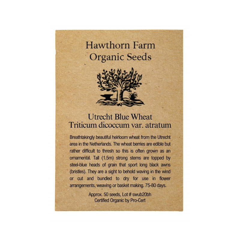 Utrecht Blue Wheat Seeds 50 Seed Packet - Indoor Farmer