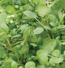 Watercress Cress Seeds Approx. 1085 seeds - Indoor Farmer