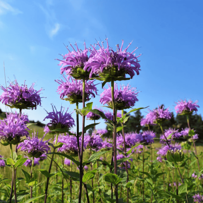 Wild Bergamot Seeds Approx. 150 seeds - Indoor Farmer