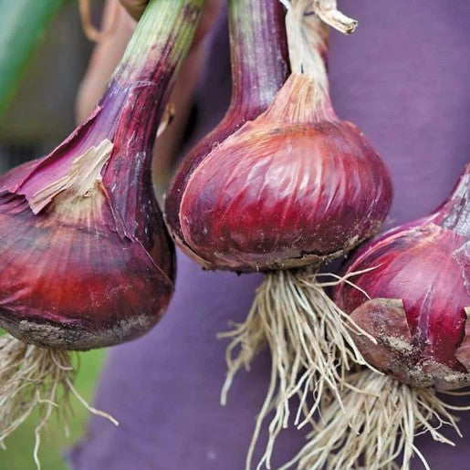 Onion - Redwing Coated Onion Seeds 0.5g (Approx. 107 seeds) - Indoor Farmer