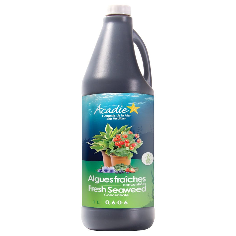 Acadie Fresh Seaweed Fertilizer Concentrate (0.6 - 0 - 6) 1 L - Indoor Farmer