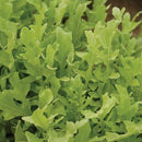 Arugula - Astro Arugula Seeds 1g (Approx 540 Seeds) - Indoor Farmer