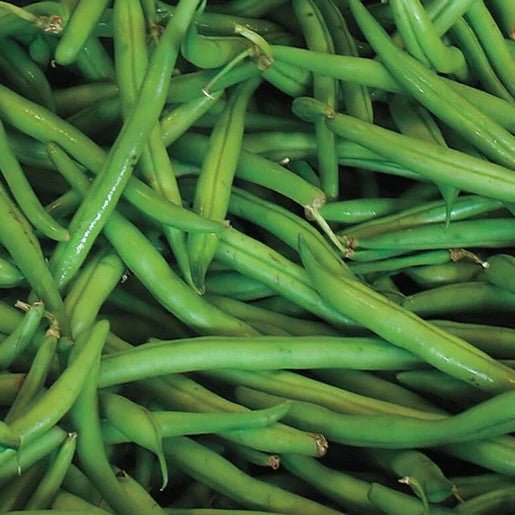 Beans - Blue Lake Pole Bean Seeds 50g (Approx. 175 seeds) - Indoor Farmer