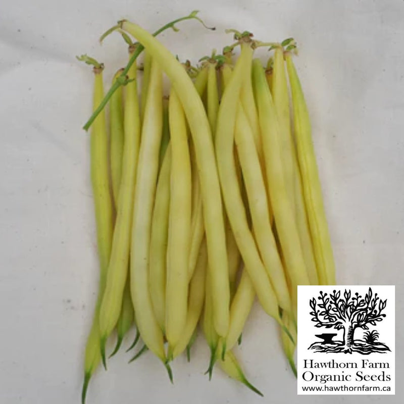 Beans - Gold Rush Yellow Wax Bean Seeds 65 Seed Packet - Indoor Farmer