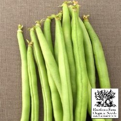 Beans - Provider Seeds 65 Seed Packet - Indoor Farmer