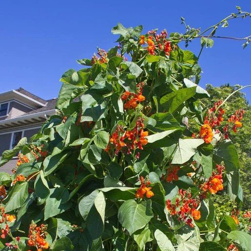 Beans - Scarlet Emperor Runner Bean Seeds 50g (Approx. 50 seeds) - Indoor Farmer