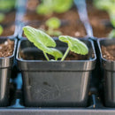 Bootstrap Farmer 32 Cell Reusable Plant Starter Trays with 2.5" Pots Black - Indoor Farmer