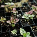 Bootstrap Farmer Air Prune Propagation Tray 72 Cell Purple - Indoor Farmer