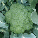 Broccoli - Green Magic Seeds 0.25g (Approx. 64 Seeds) - Indoor Farmer