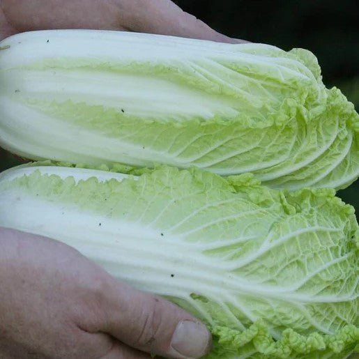 Cabbage - Wa Wa Sai Cabbage Seeds 0.1g (approx. 30 seeds) - Indoor Farmer