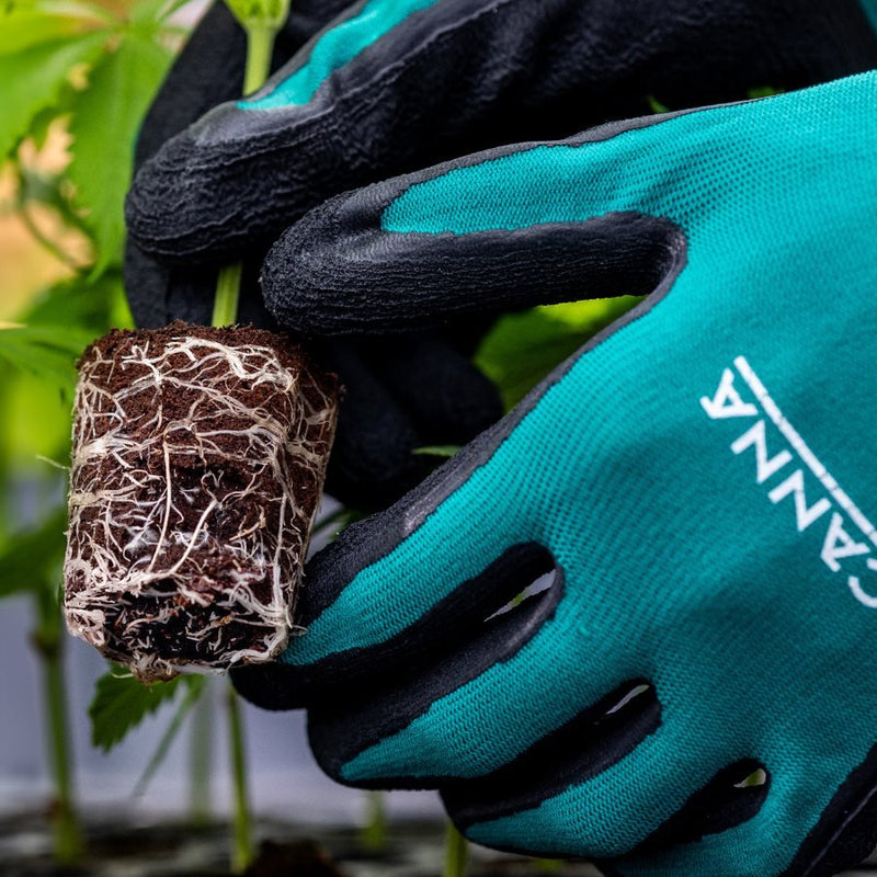 Canna Rootplugs - Indoor Farmer