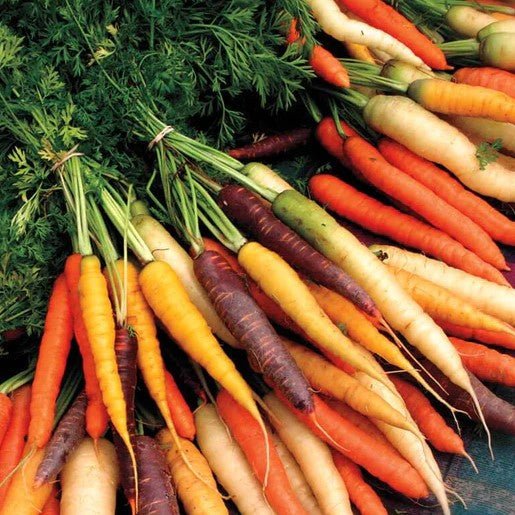 Carrot - Rainbow Blend Carrot Seeds 0.75g - Indoor Farmer