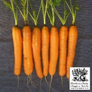 Carrots - Scarlet Nantes Seeds 500 Seed Packet - Indoor Farmer