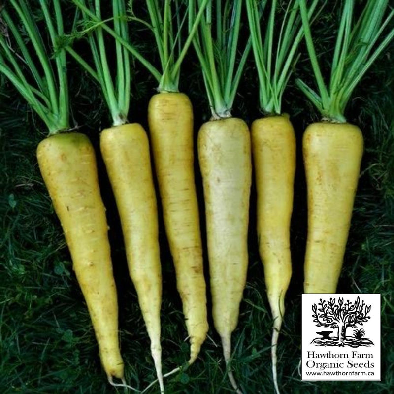 Carrots - Yellowstone Carrot Seeds 200 Seed Packet - Indoor Farmer