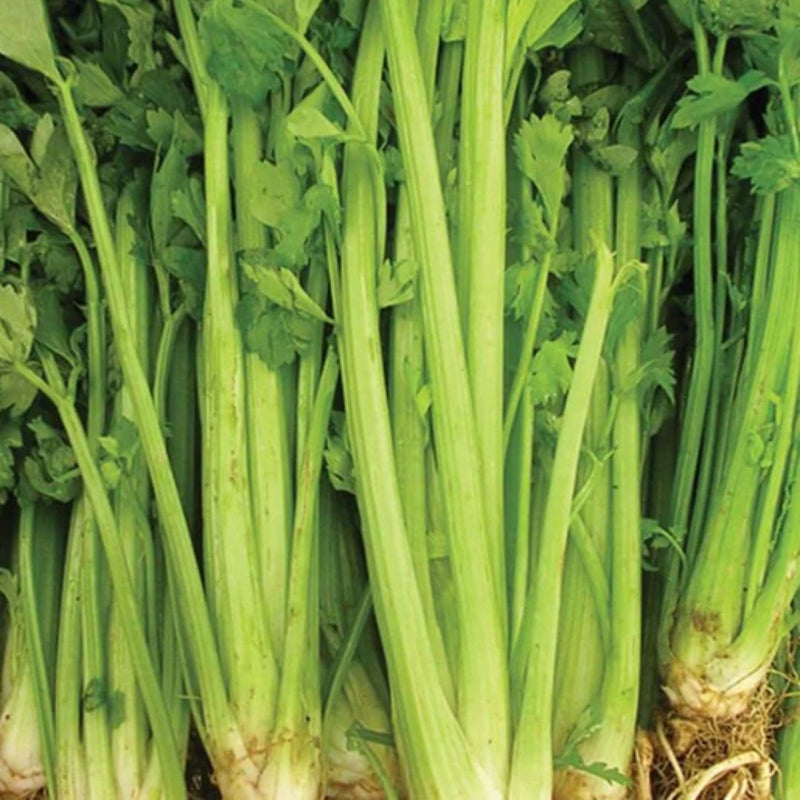 Celery - Tall Utah 52 - 70 Celery Seeds 0.25g (approx. 1081 seeds) - Indoor Farmer