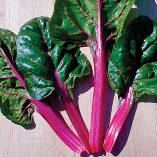 Chard - Magenta Sunset Swiss Chard Seeds - Indoor Farmer