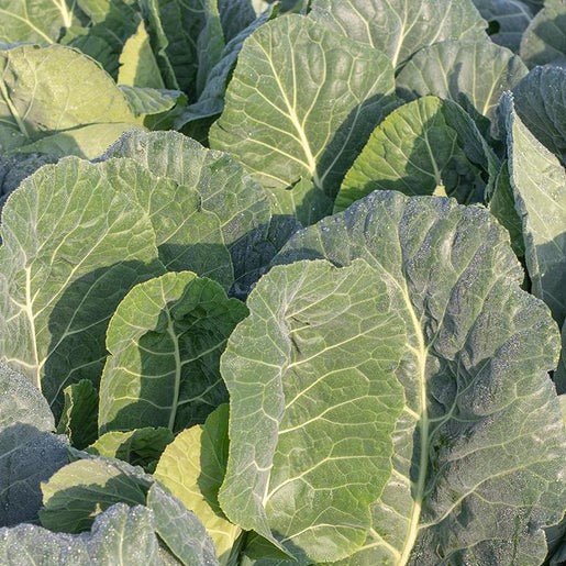 Collards - Top Bunch Collards Seeds 0.5g (approx. 65 seeds) - Indoor Farmer