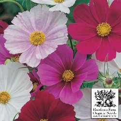 Flowers - Versailles Mix Cosmos Seeds 40 Seed Packet - Indoor Farmer