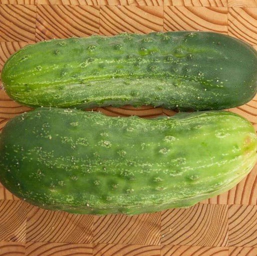 Cucumber - Homemade Pickles Seeds 0.5g (Approx. 20 seeds) - Indoor Farmer