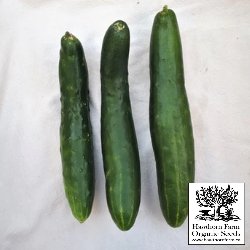 Cucumber - Shintokiwa Seeds 75 Seed Packet - Indoor Farmer