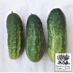 Cucumbers - Homemade Pickles Seeds 50 Seed Packet - Indoor Farmer