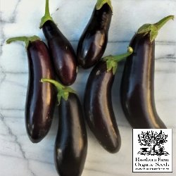 Eggplant - Diamond Seeds 50 Seed Packet - Indoor Farmer