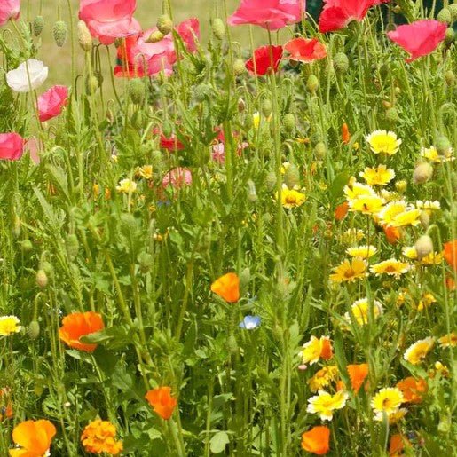 Flowers - Bee Garden Blend Wildflower Seeds 5g (Covers approx. 43 sq ft) - Indoor Farmer