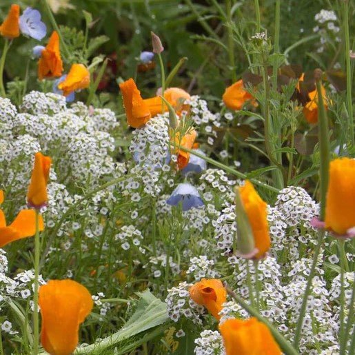 Flowers - Beneficial Insect Blend Wildflower Seeds 5g (Covers approx. 25 sq ft) - Indoor Farmer