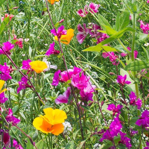 Flowers - Butterfly Blend Wildflower Seeds 5g (Covers approx. 22 sq ft) - Indoor Farmer