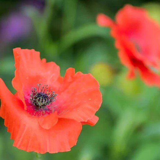 Flowers - Flanders Poppy Seeds 0.5g (Approx. 2240 seeds) - Indoor Farmer