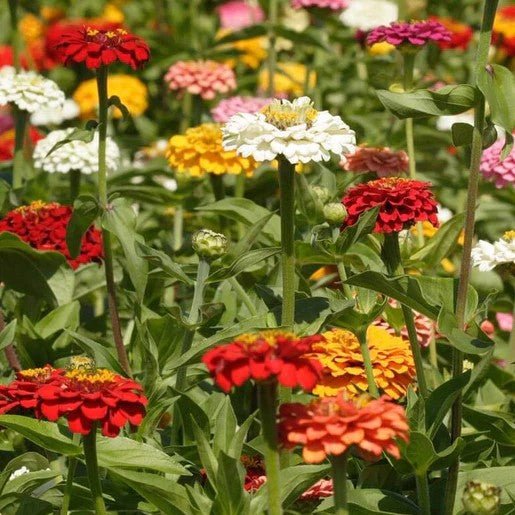 Flowers - Giant Blue Point Formula Zinnia Seeds 1g (Approx. 120 seeds) - Indoor Farmer