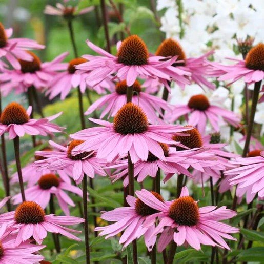 Flowers - Purple Coneflowers Echinacea Seeds 1g (Approx. 285 seeds) - Indoor Farmer