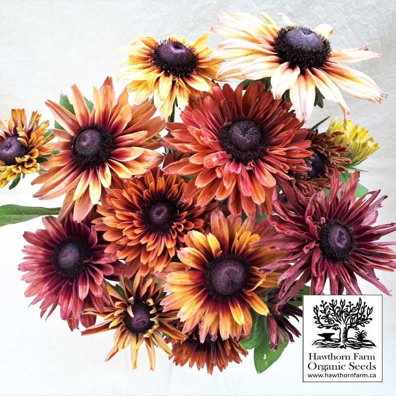 Flowers - Sahara Black - eyed Susan Seeds 75 Seed Packet - Indoor Farmer