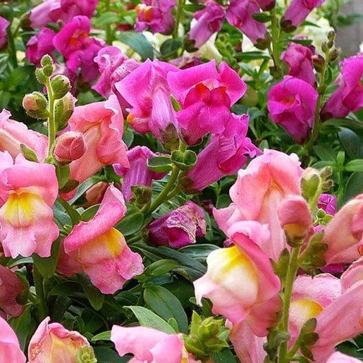 Flowers - Snapdragon Rainbow Mix Seeds - Indoor Farmer