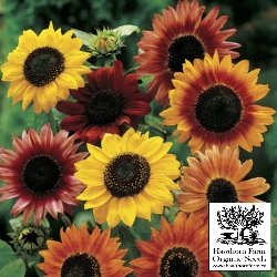 Flowers - Sunflower Mix Seed 100 Seed Packet - Indoor Farmer