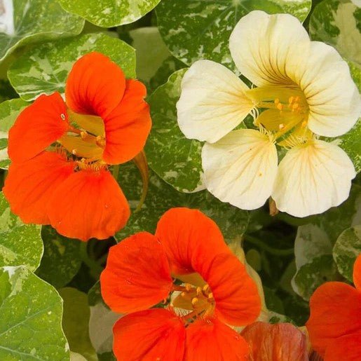 Flowers - Tip Top Alaska Mix Nasturtium Seeds 5g (Approx. 45 seeds) - Indoor Farmer