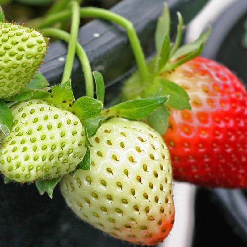 Fruit - Fresca Strawberry Seeds Approx. 40 seeds - Indoor Farmer