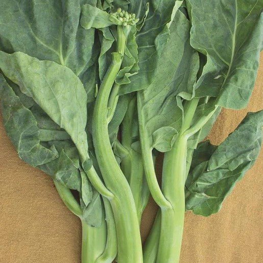 Gai Lan - Green Pearl Seeds 1g (Approx. 290 Seeds) - Indoor Farmer