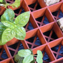 Grodan Gro - Smart Tray Insert 1 Tray - Indoor Farmer