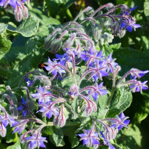 Herbs - Borage Seeds 2g (Approx. 104 seeds) - Indoor Farmer