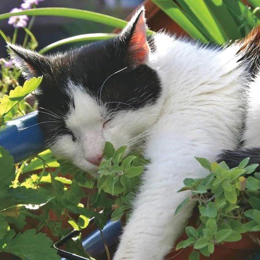 Herbs - Catnip Seeds Nepeta 0.25g (Approx. 486 seeds) - Indoor Farmer