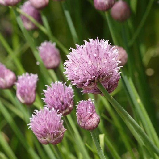 Herbs - Chives Organic Seeds 1g (Approx. 700 seeds) - Indoor Farmer