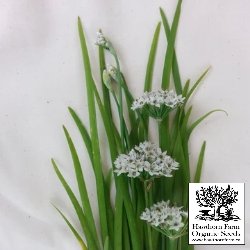 Herbs - Garlic Chives Seeds 100 Seed Packet - Indoor Farmer