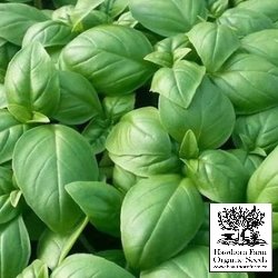 Herbs - Genovese Basil Seeds 100 Seed Packet - Indoor Farmer