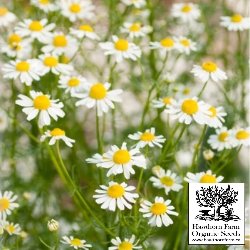 Herbs - German Chamomile Seeds 200 Seed Packet - Indoor Farmer